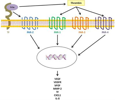 Coagulation in Brain Tumors: Biological Basis and Clinical Implications